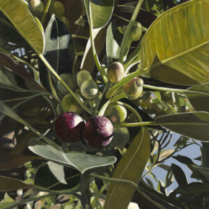 Morton Bay Fig